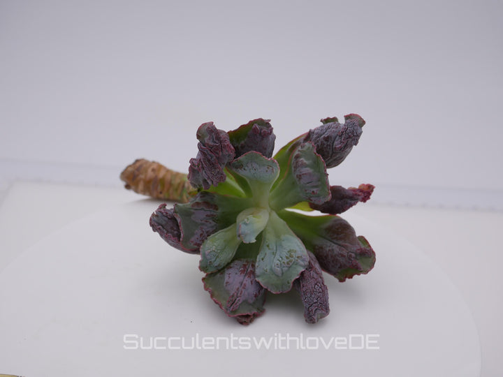 Echeveria 'Etna' - wunderschöne und seltene Sukkulente - Sukkulente - Pflanze * Korea Import *
