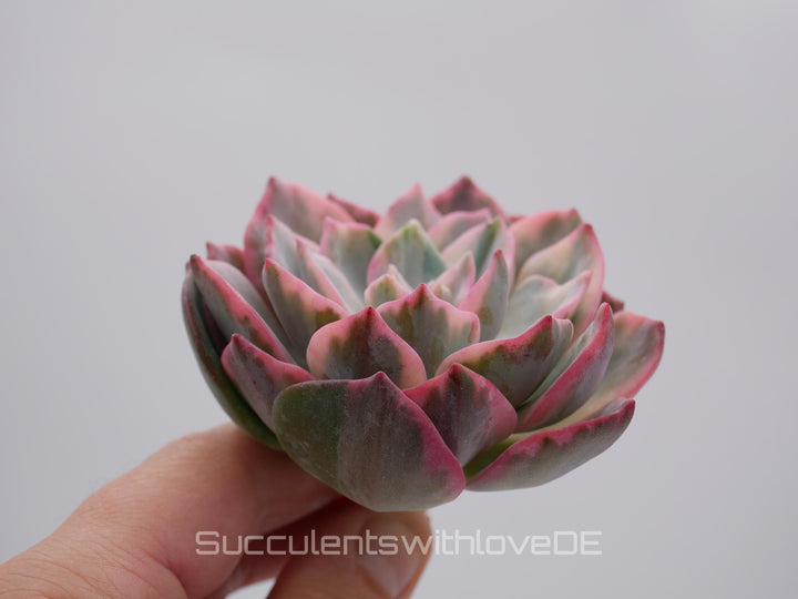 Echeveria 'Pink Harry Watson' - sehr schöne und seltene Sukkulente - Pflanze * Korea Import *