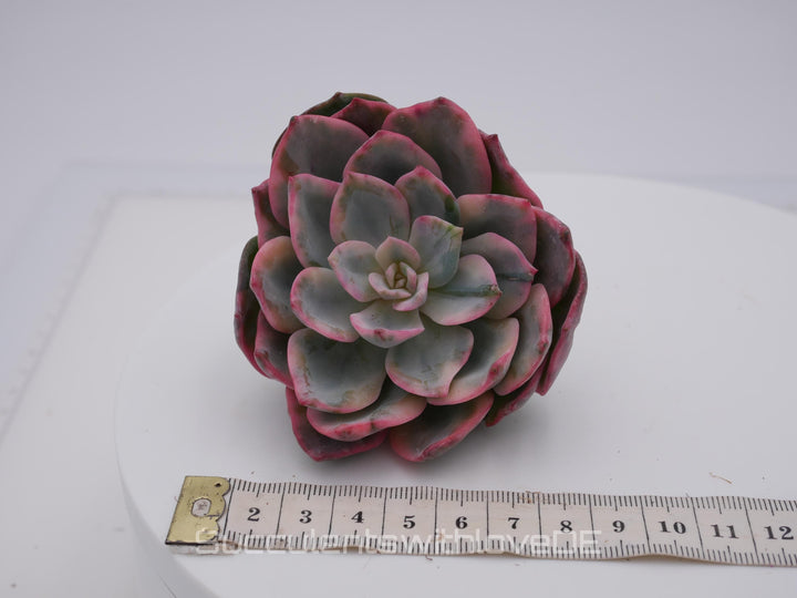 Echeveria 'Pink Harry Watson' - sehr schöne und seltene Sukkulente - Pflanze * Korea Import *