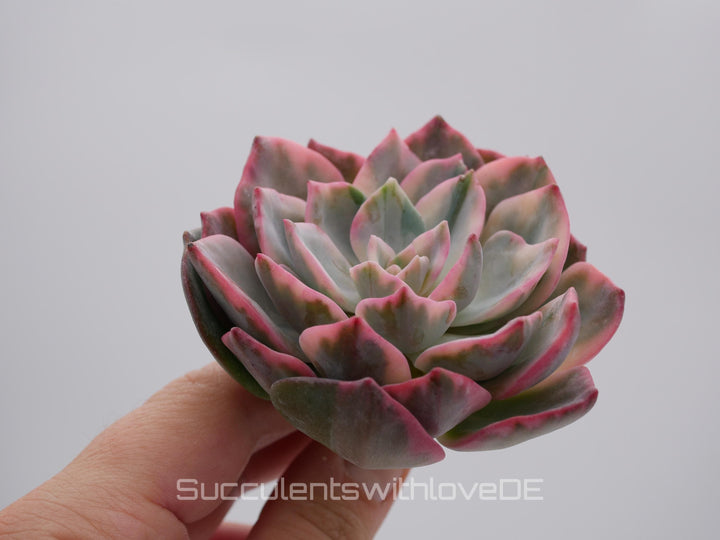 Echeveria 'Pink Harry Watson' - sehr schöne und seltene Sukkulente - Pflanze * Korea Import *