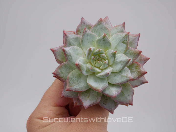 Echeveria 'Blue Bird' Cluster - schöne und seltene Sukkulente - Sukkulente - Pflanze * Korea Import *