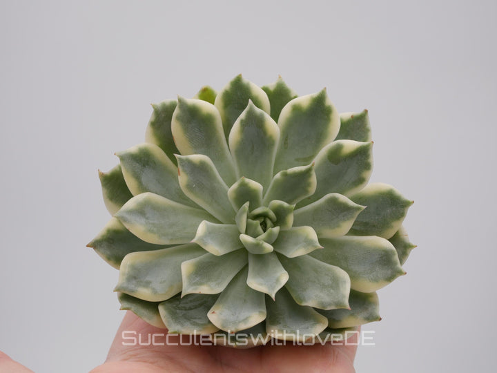 Echeveria 'Alica' variegated - sehr schöne und seltene Sukkulente - Pflanze * Korea Import *