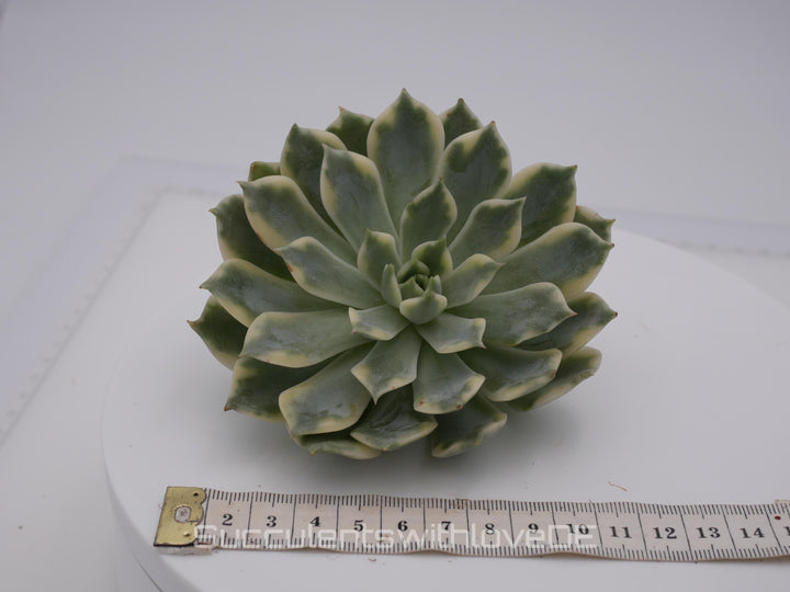 Echeveria 'Alica' variegated - sehr schöne und seltene Sukkulente - Pflanze * Korea Import *