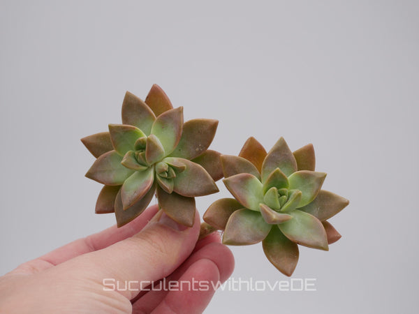 Echeveria 'Pudding' - schöne und seltene Sukkulente - Pflanze * Korea Import *