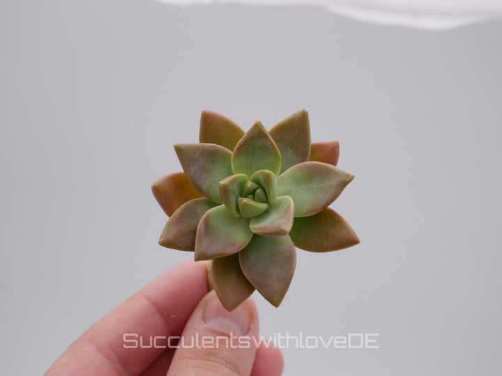 Echeveria 'Pudding' - schöne und seltene Sukkulente - Pflanze * Korea Import *