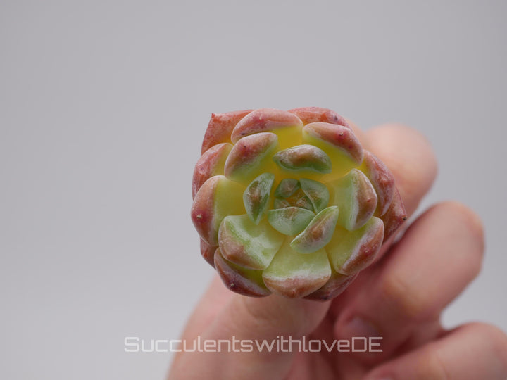 Echeveria 'Dream Aurea' - schöne und seltene Sukkulente - Pflanze * Korea Import *
