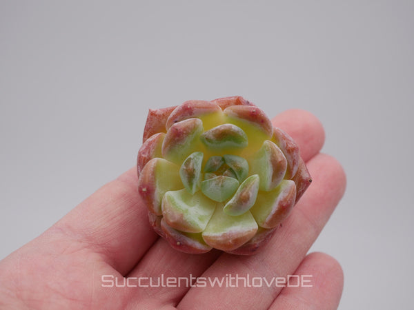 Echeveria 'Dream Aurea' - schöne und seltene Sukkulente - Pflanze * Korea Import *