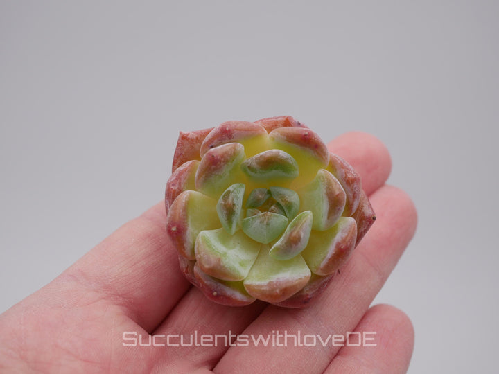 Echeveria 'Dream Aurea' - schöne und seltene Sukkulente - Pflanze * Korea Import *