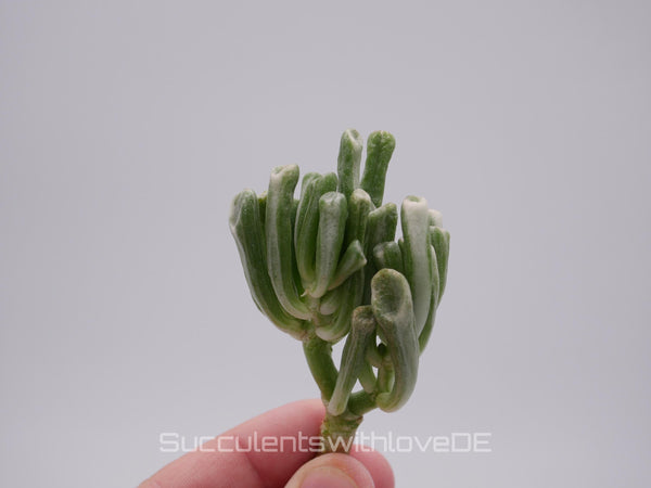 Crassula obliqua 'Gollum variegated - seltene Pflanze
