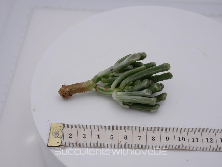 Crassula obliqua 'Gollum variegated - seltene Pflanze