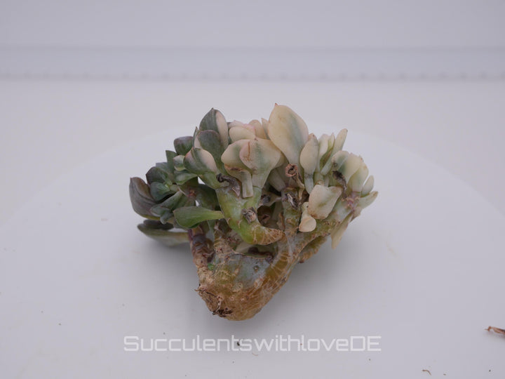Echeveria 'Cubic Frost' cristata variegated - schöne und sehr seltene Sukkulente - Sukkulente - Pflanze * Korea Import *