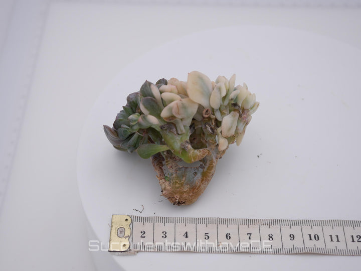 Echeveria 'Cubic Frost' cristata variegated - schöne und sehr seltene Sukkulente - Sukkulente - Pflanze * Korea Import *