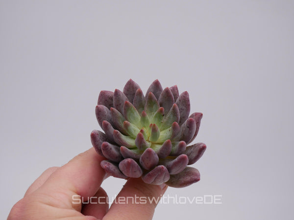 Echeveria 'Golfish Hime' - schöne und sehr seltene Sukkulente - Sukkulente - Pflanze * Korea Import *