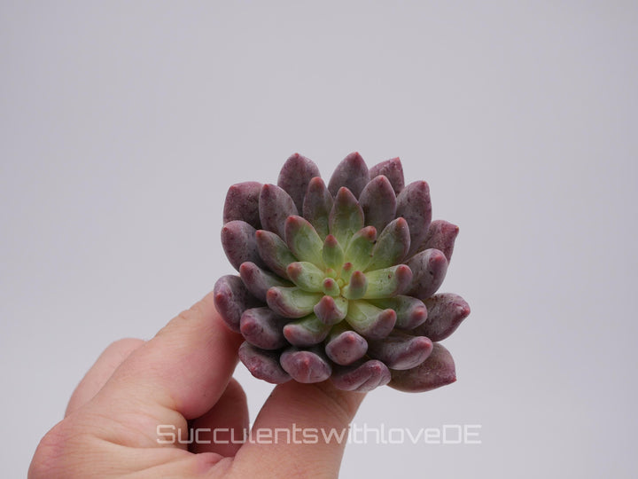 Echeveria 'Golfish Hime' - schöne und sehr seltene Sukkulente - Sukkulente - Pflanze * Korea Import *