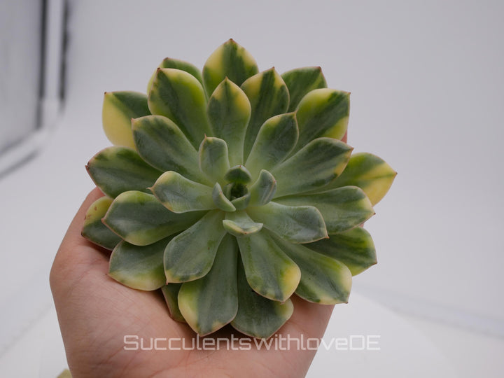 Echeveria 'Matcha Bodhi' variegated - schöne und sehr seltene Sukkulente - Sukkulente - Pflanze * Korea Import *