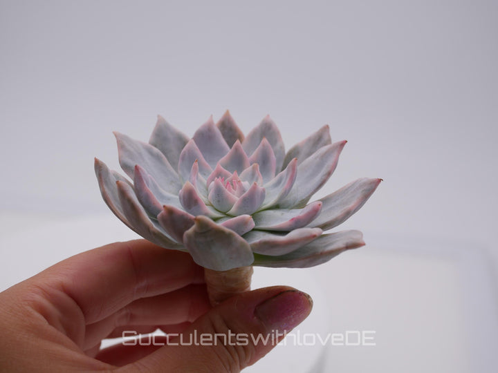 Echeveria 'Pink Blue Bird' variegated - schöne und sehr seltene Sukkulente - Sukkulente - Pflanze * Korea Import *