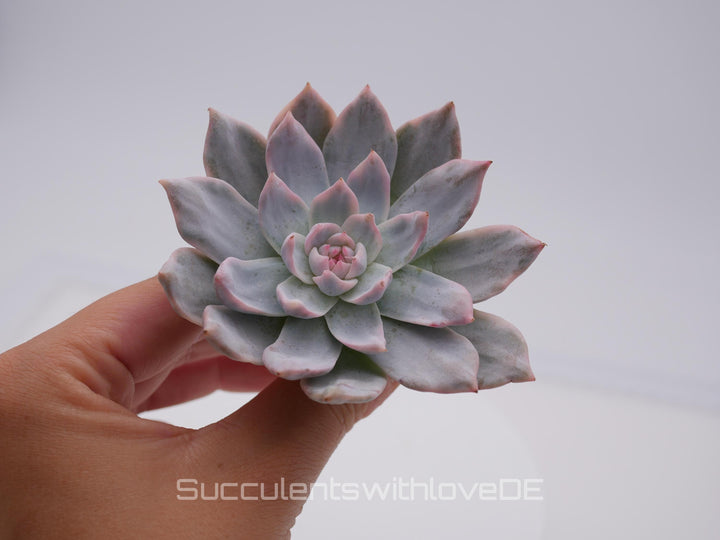 Echeveria 'Pink Blue Bird' variegated - schöne und sehr seltene Sukkulente - Sukkulente - Pflanze * Korea Import *