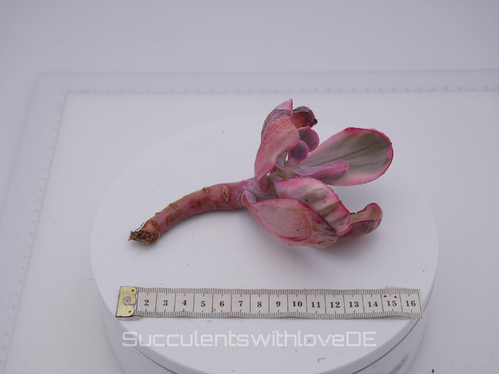 Echeveria 'Blue Rose' variegated - schöne und sehr seltene Sukkulente - Sukkulente - Pflanze * Korea Import *