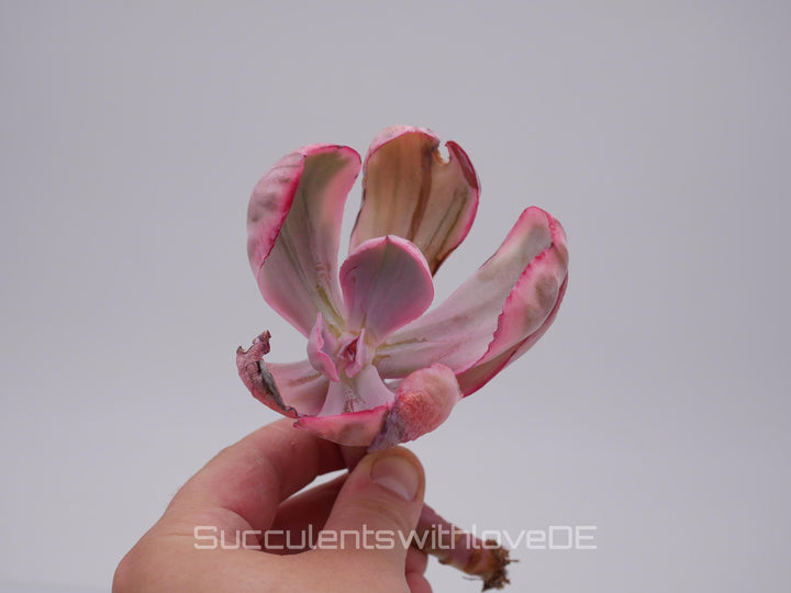 Echeveria 'Blue Rose' variegated - schöne und sehr seltene Sukkulente - Sukkulente - Pflanze * Korea Import *
