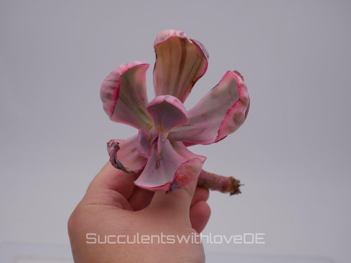 Echeveria 'Blue Rose' variegated - schöne und sehr seltene Sukkulente - Sukkulente - Pflanze * Korea Import *