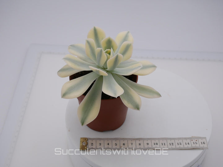 Echeveria runyonii f. variegata 'Akaihosi' - schöne und seltene Sukkulente - gelb grün - Vermehrungsblatt oder Pflanze