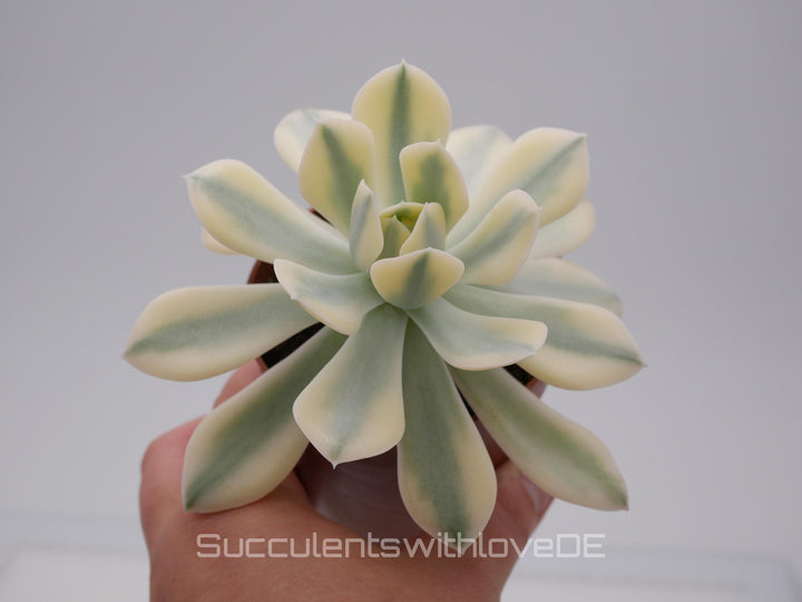 Echeveria runyonii f. variegata 'Akaihosi' - schöne und seltene Sukkulente - gelb grün - Vermehrungsblatt oder Pflanze