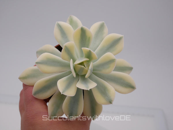 Echeveria runyonii f. variegata 'Akaihosi' - schöne und seltene Sukkulente - gelb grün - Vermehrungsblatt oder Pflanze