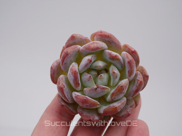 Echeveria 'Orange Monroe' - schöne und seltene Sukkulente - lila orangene Sukkulente - Pflanze * Korea Import *