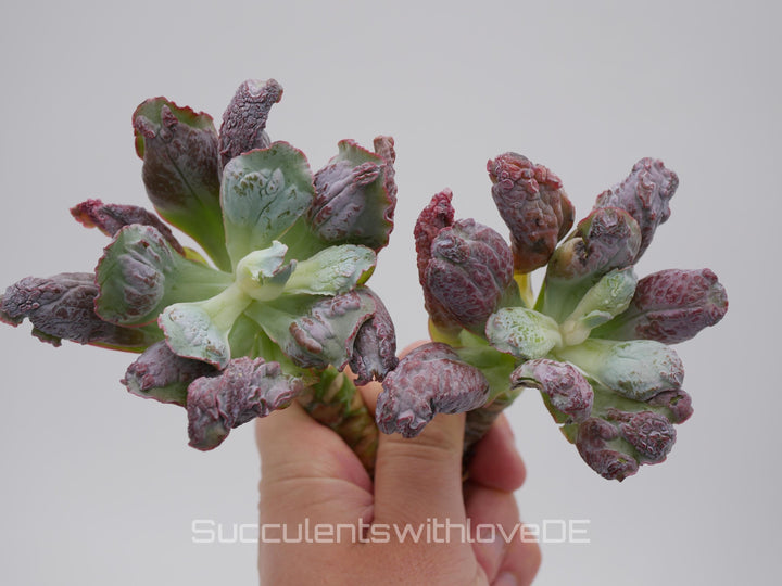 Echeveria 'Etna' - wunderschöne und seltene Sukkulente - Sukkulente - Pflanze * Korea Import *