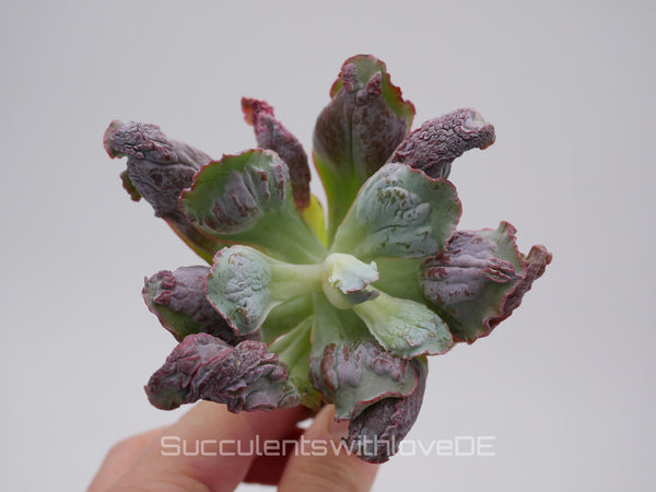 Echeveria 'Etna' - wunderschöne und seltene Sukkulente - Sukkulente - Pflanze * Korea Import *