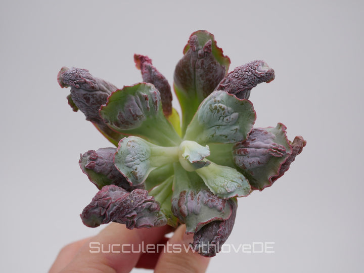Echeveria 'Etna' - wunderschöne und seltene Sukkulente - Sukkulente - Pflanze * Korea Import *