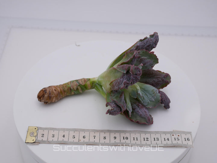 Echeveria 'Etna' - wunderschöne und seltene Sukkulente - Sukkulente - Pflanze * Korea Import *