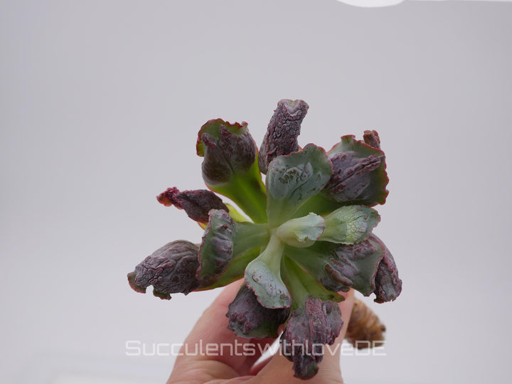 Echeveria 'Etna' - wunderschöne und seltene Sukkulente - Sukkulente - Pflanze * Korea Import *