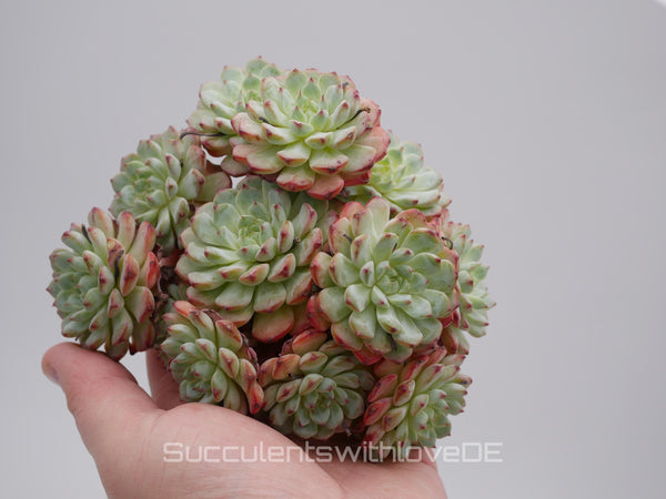 Echeveria 'Blue Minima' - schöne und seltene Sukkulente - Pflanze * Korea Import *