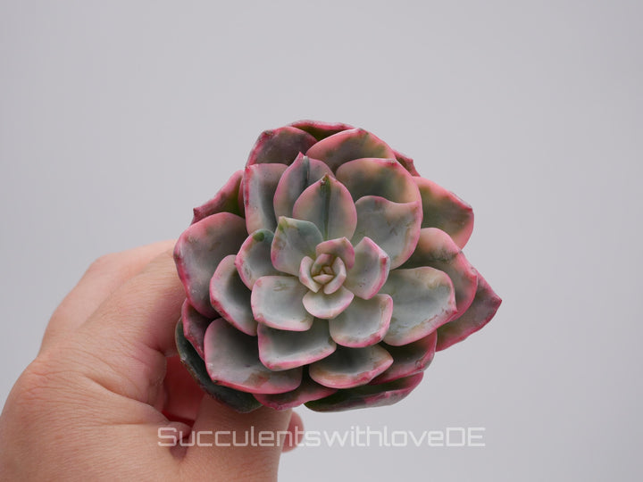 Echeveria 'Pink Harry Watson' - sehr schöne und seltene Sukkulente - Pflanze * Korea Import *