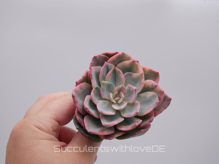 Echeveria 'Pink Harry Watson' - sehr schöne und seltene Sukkulente - Pflanze * Korea Import *