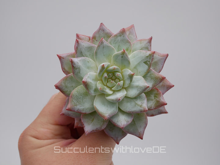 Echeveria 'Blue Bird' Cluster - schöne und seltene Sukkulente - Sukkulente - Pflanze * Korea Import *