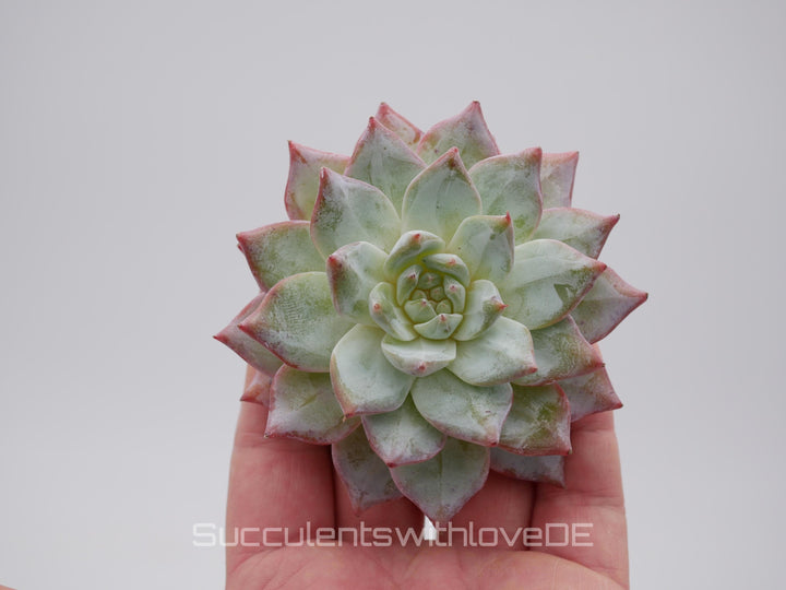 Echeveria 'Blue Bird' Cluster - schöne und seltene Sukkulente - Sukkulente - Pflanze * Korea Import *