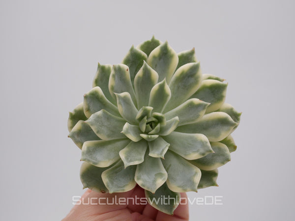 Echeveria 'Alica' variegated - sehr schöne und seltene Sukkulente - Pflanze * Korea Import *