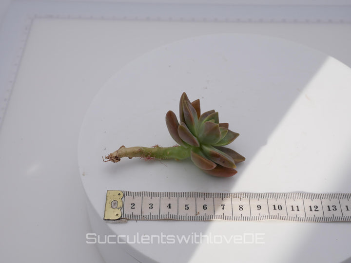 Echeveria 'Pudding' - schöne und seltene Sukkulente - Pflanze * Korea Import *