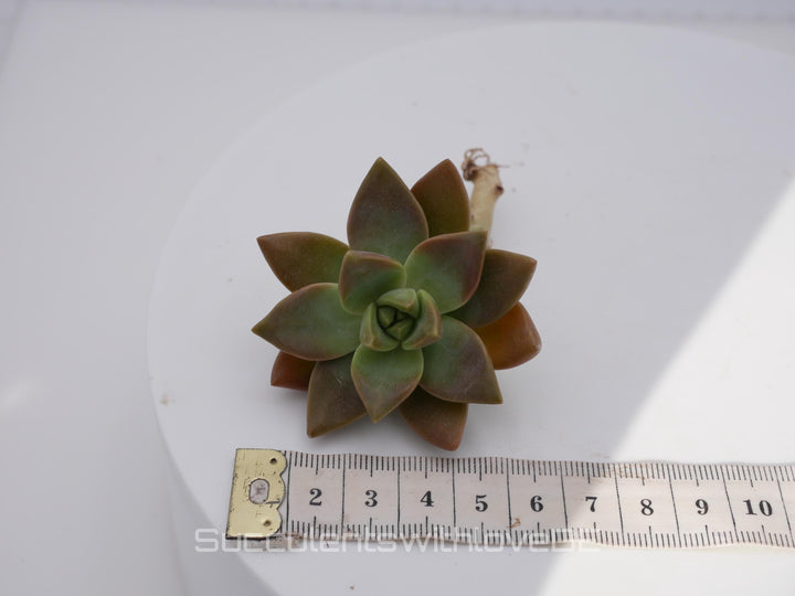 Echeveria 'Pudding' - schöne und seltene Sukkulente - Pflanze * Korea Import *
