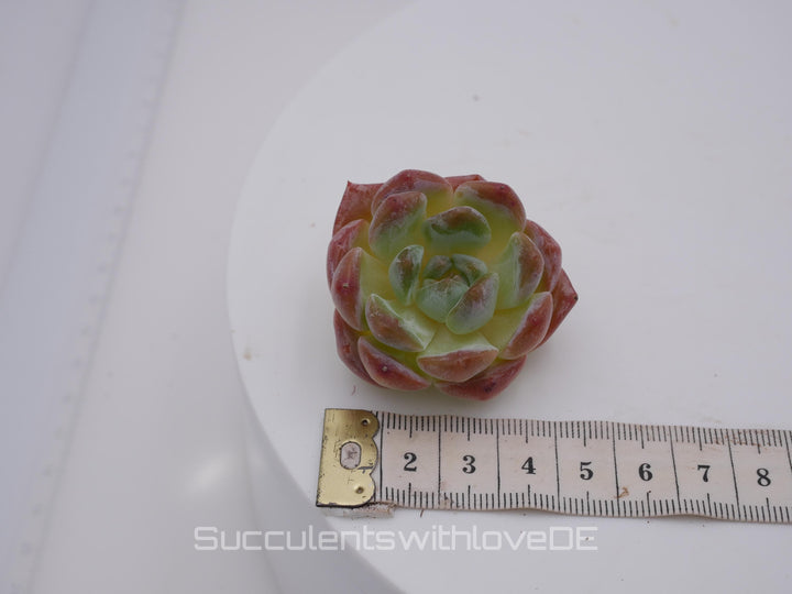 Echeveria 'Dream Aurea' - schöne und seltene Sukkulente - Pflanze * Korea Import *