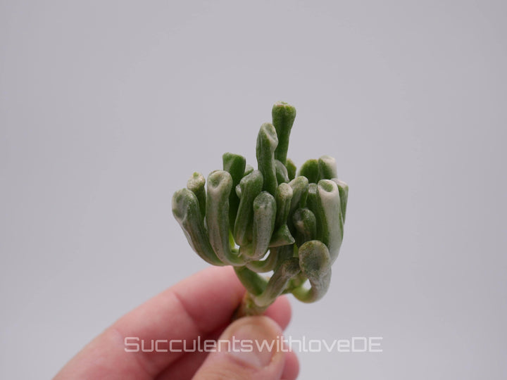 Crassula obliqua 'Gollum variegated - seltene Pflanze