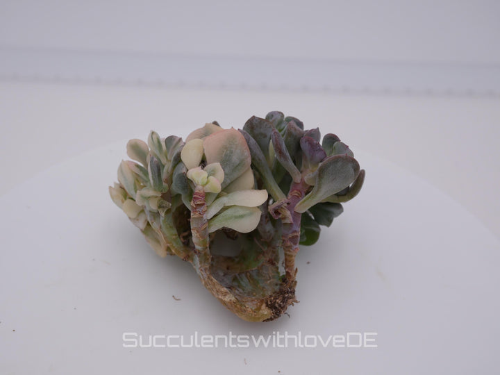 Echeveria 'Cubic Frost' cristata variegated - schöne und sehr seltene Sukkulente - Sukkulente - Pflanze * Korea Import *