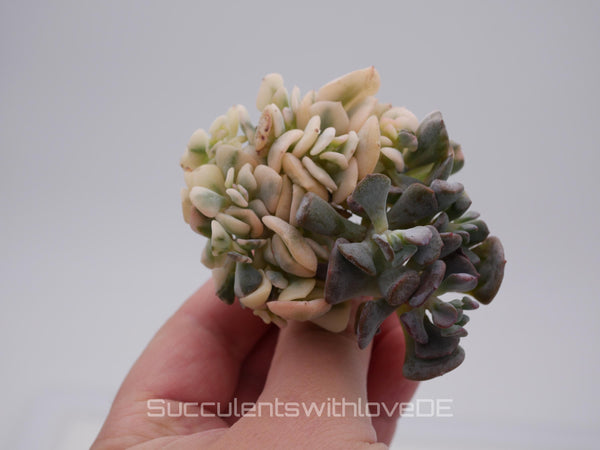 Echeveria 'Cubic Frost' cristata variegated - schöne und sehr seltene Sukkulente - Sukkulente - Pflanze * Korea Import *