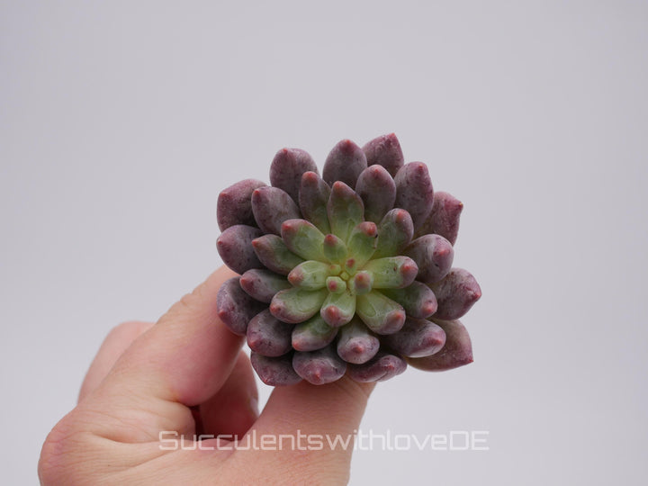 Echeveria 'Golfish Hime' - schöne und sehr seltene Sukkulente - Sukkulente - Pflanze * Korea Import *