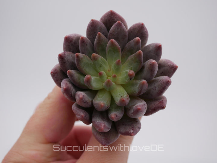 Echeveria 'Golfish Hime' - schöne und sehr seltene Sukkulente - Sukkulente - Pflanze * Korea Import *