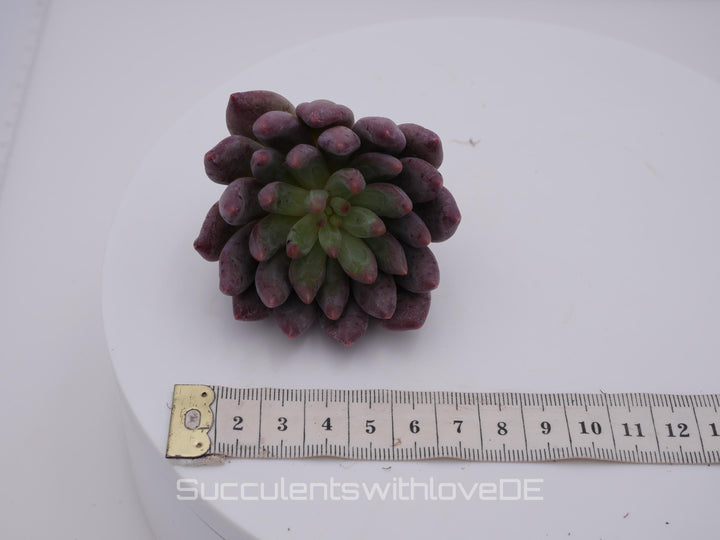 Echeveria 'Golfish Hime' - schöne und sehr seltene Sukkulente - Sukkulente - Pflanze * Korea Import *