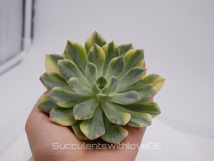 Echeveria 'Matcha Bodhi' variegated - schöne und sehr seltene Sukkulente - Sukkulente - Pflanze * Korea Import *