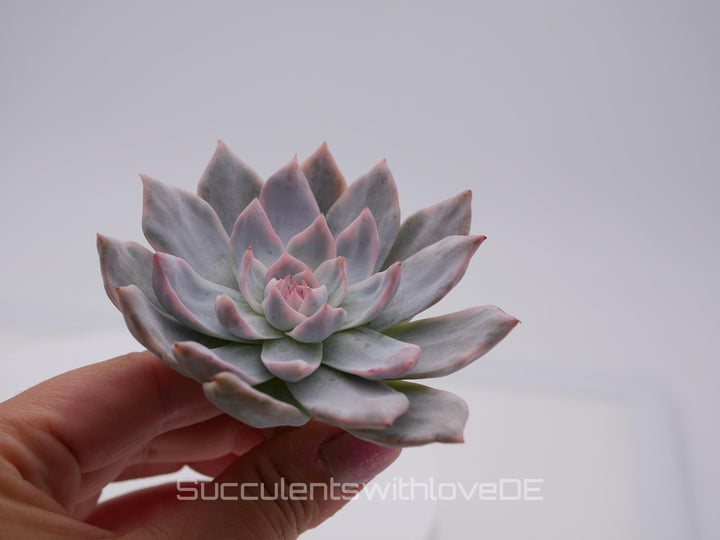 Echeveria 'Pink Blue Bird' variegated - schöne und sehr seltene Sukkulente - Sukkulente - Pflanze * Korea Import *